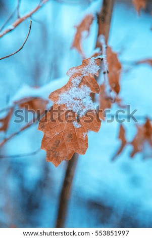 Winter photo: dry leaves on a tree in a forest covered with snow.