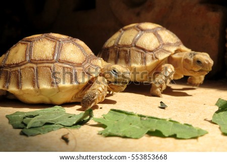 Close up Baby African spurred tortoise sleeping or resting, Slow life ,Funny Cute Baby Animal ,cute animal pictures make you smile                               