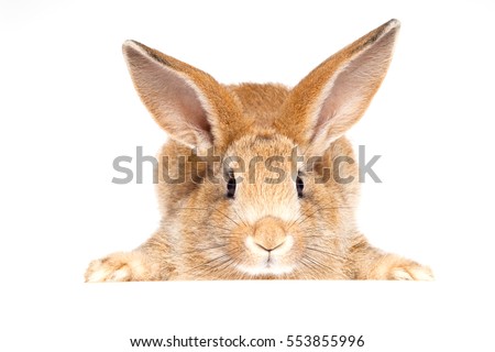 Bunny cute rabbit on the white background