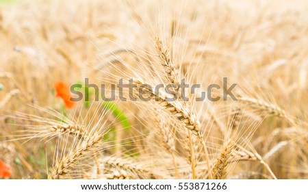 Field of ripe wheat (Triticum). Close-up of wheat ears. Defocused red poppy flower in the background.
