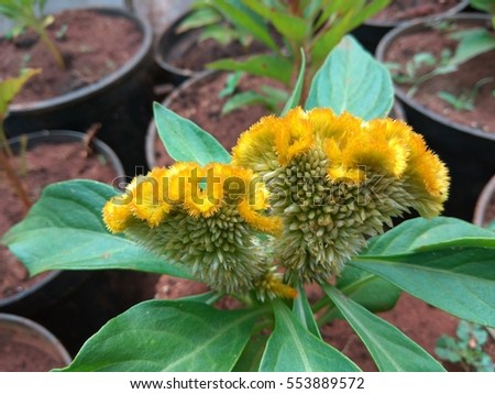Celosia argentea or cock's comb or Chinese wool flower