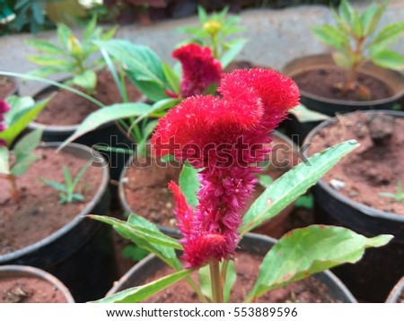 Celosia argentea or cock's comb or Chinese wool flower