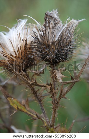 Thistle, lat. Carduus, Thistle flower at sunrise in golden tones, selective focus, The Thistle is a symbol of Scotland. Natural  seasonal background.
