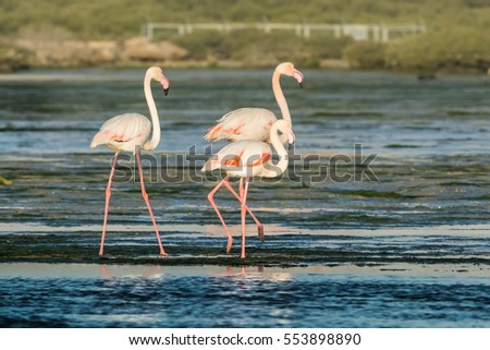 Greater Flamingo wandering in the shallow sea water at low tide - Bahrain