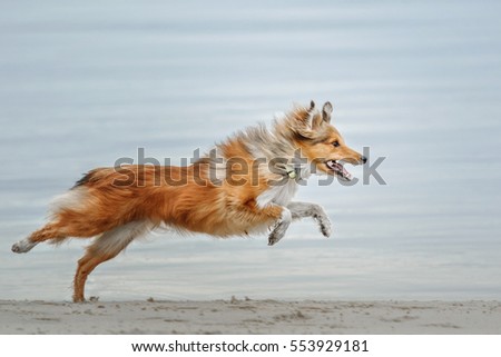 Dog-Running Shetland Sheepdog