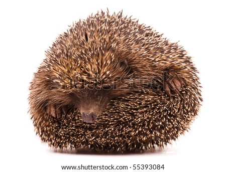 Nice hedgehog animal isolated on white background