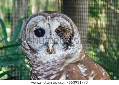Barred owl, a large typical owl native to North America. Royalty-Free Stock Photo #553931773