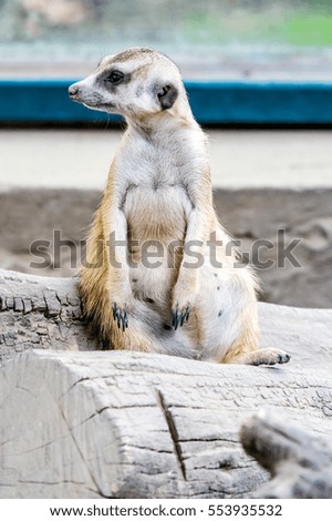 Cute meerkat posing in upright position animal