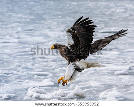 Steller's sea eagle in flight on a background of the frozen sea. Japan. Hakkaydo. Shiretoko Peninsula. Shiretoko National Park . An excellent illustration.