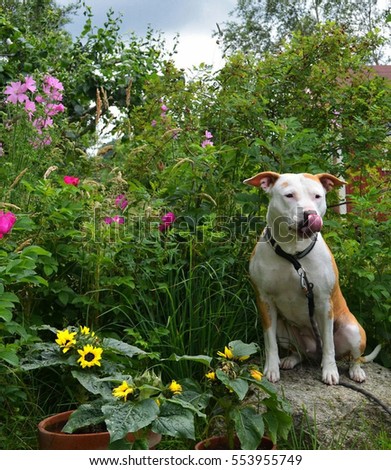 Dog in summer garden