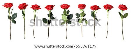 red roses isolated on white background  Royalty-Free Stock Photo #553961179