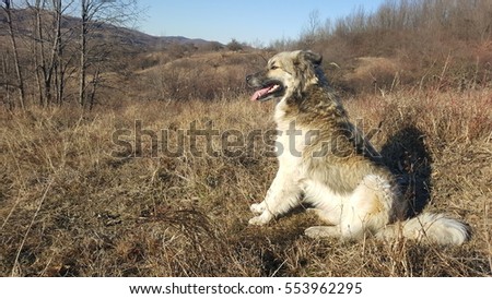 Young dog sitting with tongue out