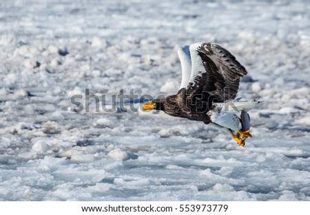Steller's sea eagle in flight with prey on a background of the frozen sea. Japan. Hakkaydo. Shiretoko Peninsula. Shiretoko National Park . 