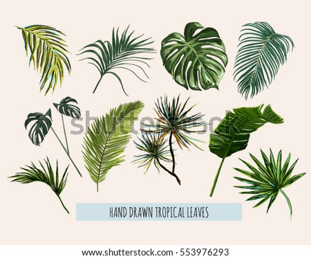 Beautiful hand drawn  botanical vector illustration with tropical leaves. Isolated on white background.
