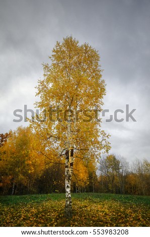 birch grove in a colorful autumn