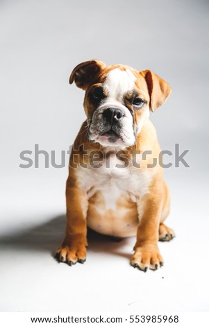 Cute Bulldog Puppy on White Background