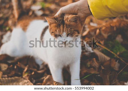 Small abandoned orange cat and a woman hand that pampers