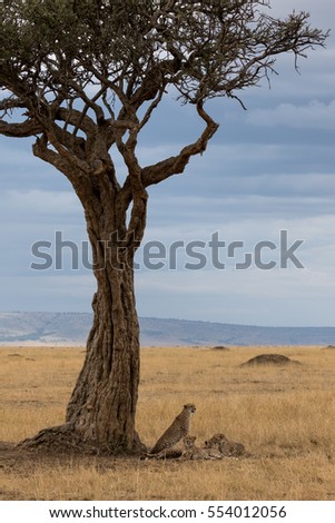 Cheetah family lying in the shade of an Acacia tree. Taken in the Masai Mara Kenya.
