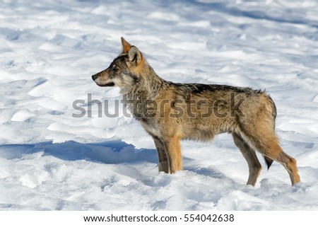 Young italian wolf (canis lupus italicus) in wildlife center "Uomini e lupi" of Entracque, Maritime Alps Park (Piedmont, Italy)