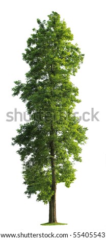 Green Tree isolated against a white background Royalty-Free Stock Photo #55405543