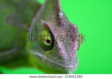 Green chameleon camouflaged by taking colors of its natural background.  Chameleon isolated on green screen
