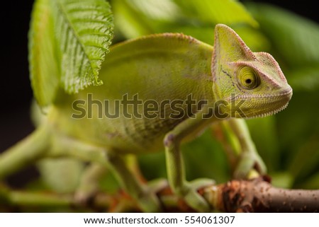 Green chameleon camouflaged by taking colors of its natural background.  Tropical animal on natural green leaf.