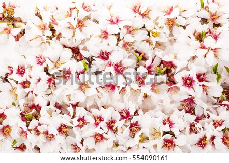 almond blossoms. almond tree pink flowers  with branch background.