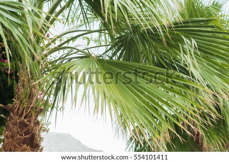  Green leaf palm trees, beautiful tropical background