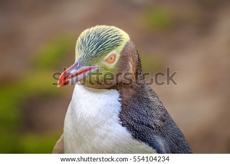 A Yellow Eyed Penguin closeup with out of focus background Royalty-Free Stock Photo #554104234