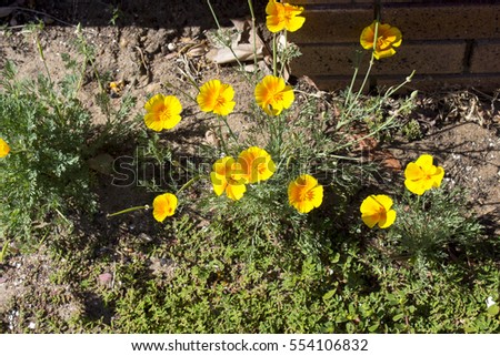 Brilliant buttercup yellow flowers of Eschscholzia californica (Californian poppy,golden poppy, California sunlight, cup of gold)  a species of flowering plant in  family Papaveraceae  are bright.