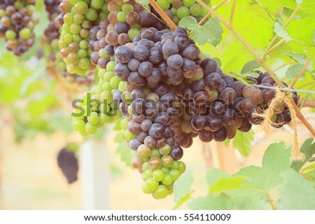 fresh grapes in vineyard