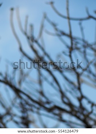 blur picture shallow DoF photo of tropical plant trees with no leaves light brown branches in jungle taken from bottom view light blue sky bright background 
