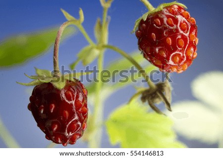 Berries of wild strawberry against the sky. Macro. Siberia.