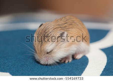 Sleepy new born Roborovski hamster