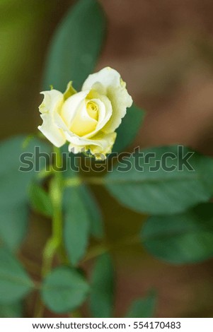 A beautiful rose in garden on natural light background.