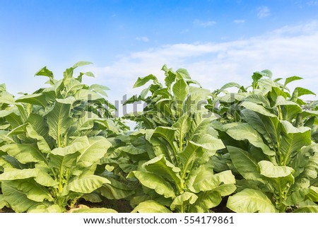 Field Nicotiana tabacum, the Common tobacco is an annually-growing herbaceous plant Royalty-Free Stock Photo #554179861