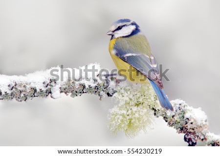 Snow winter with cute songbird. Bird Blue Tit in forest, snowflakes and nice lichen branch. First snow with animal. Wildlife scene from nature. Royalty-Free Stock Photo #554230219