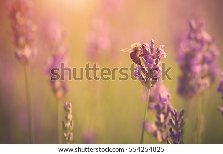 Closeup photo of a bee and lavender flower in sunset