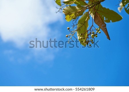 Blue sky and small fruit with leaf, Kew Mae Pan, Chiang mai