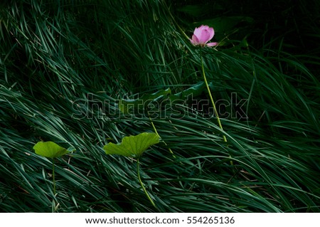 After raining, there are pink lotus and green leaves lying on the reeds.