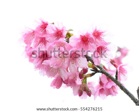  Cherry Blossom or Sakura flower on white background