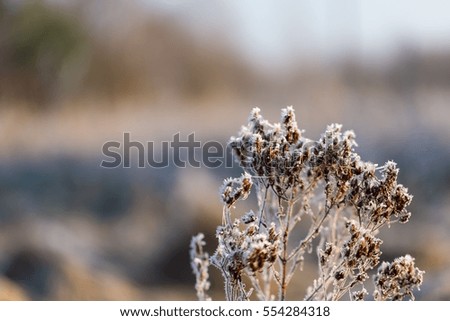 Abstract macro of white hoarfrost on plants in winter. Abstraction natural background.