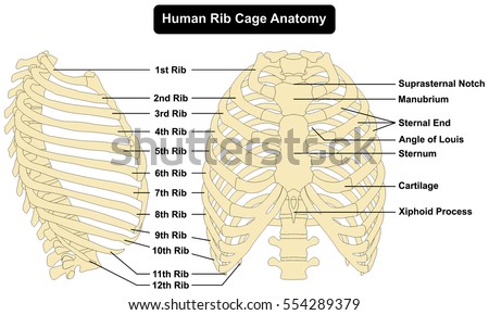 Human Rib Cage Anatomy anterior and right lateral view all bones surface sternum vertebra vertebral column sternal end cartilage xiphoid process  science chest education infographic vector Royalty-Free Stock Photo #554289379