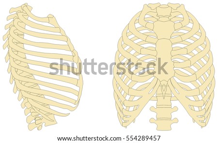 Human Rib Cage Anatomy anterior and right lateral view all bones surface sternum vertebra vertebral column sternal end cartilage xiphoid process  science education Royalty-Free Stock Photo #554289457