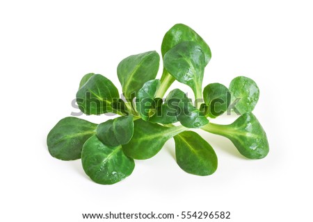 Corn salad plant, lamb's lettuce (Valerianella locusta), isolated on white background Royalty-Free Stock Photo #554296582