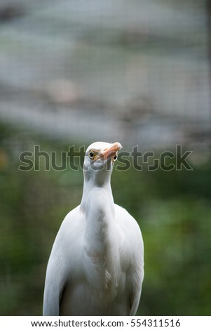 Birds and animals in wildlife. Image contain certain grain or noise and soft focus.