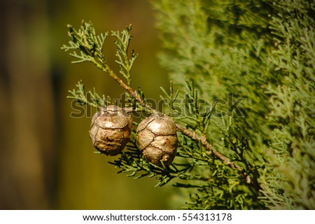 Dry cones of Mediterranean cypress - Cupressus sempervirens Royalty-Free Stock Photo #554313178