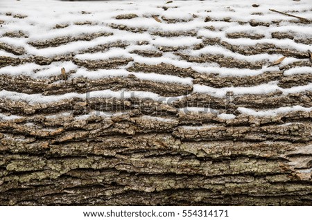 Cut tree trunk texture  in a forest in the winter with snow.