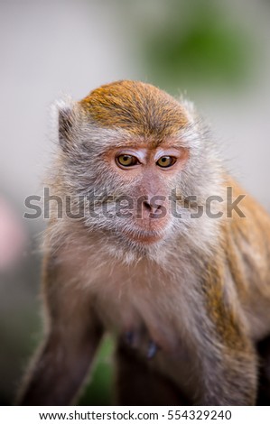 Close-up of a Monkey, monkey forest in thailand