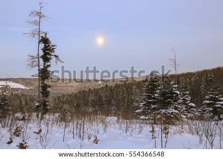 Winter forest is covered with a loose layer of snow. Winter Carpathian forest. Winter night in the forest